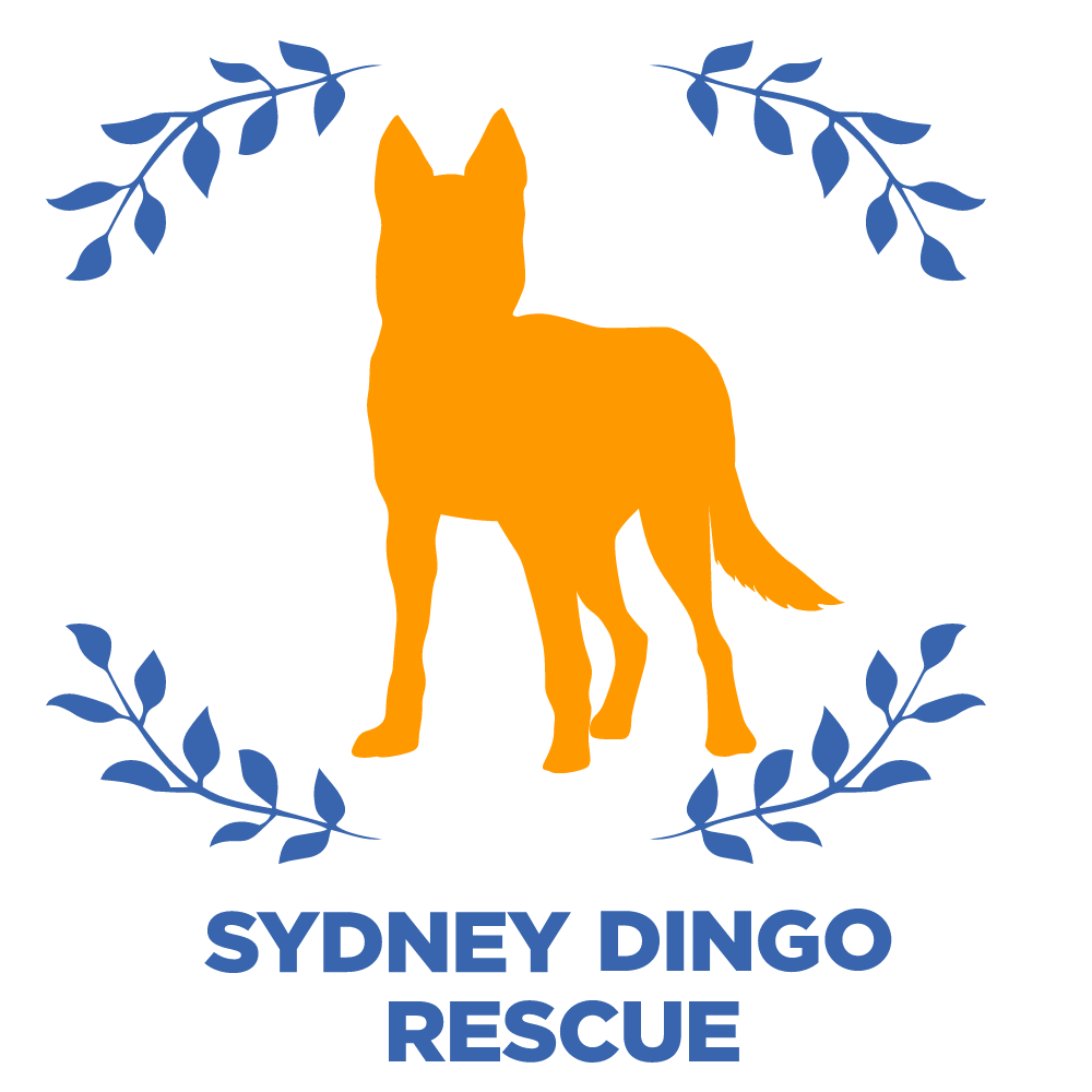 Sydney Dingo Rescue